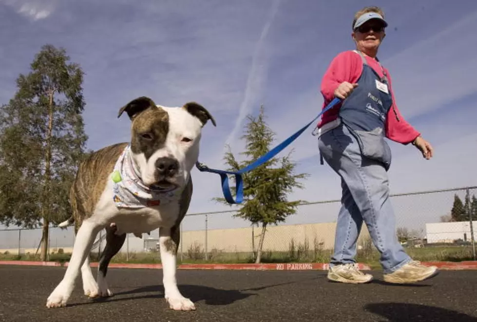 Attitudes and Laws Against Pit Bulls Soften