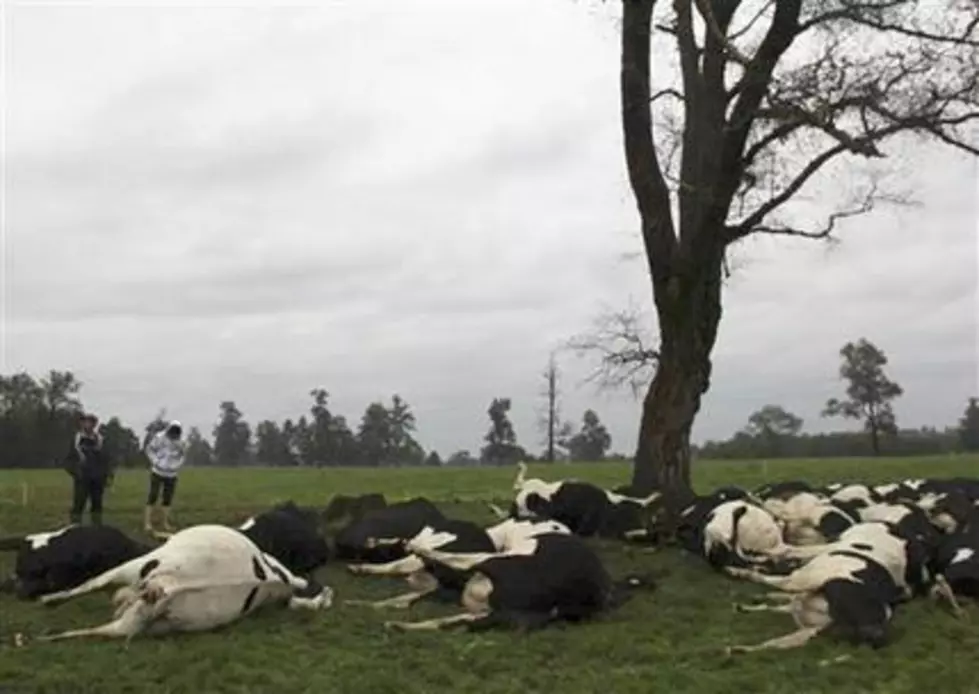 Lightning Kills More Than 60 Cows in Chile