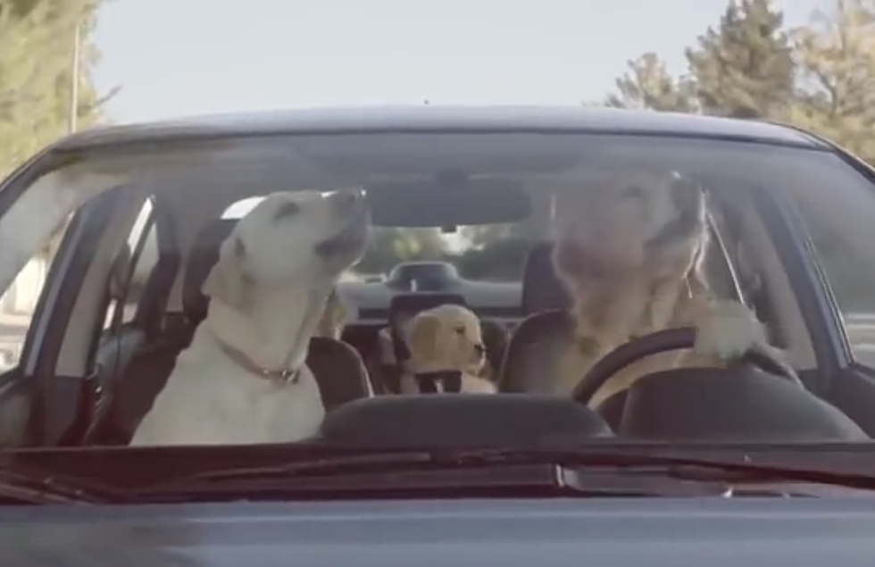 Adorable Dog Family Steals the Show in Ad Campaign