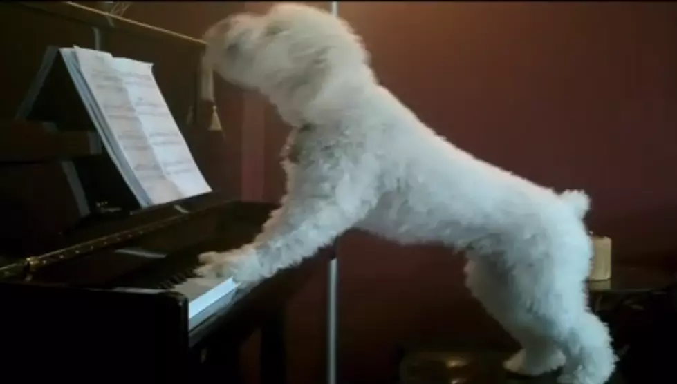 Amazing Dog Plays Piano and Sings [VIDEO]