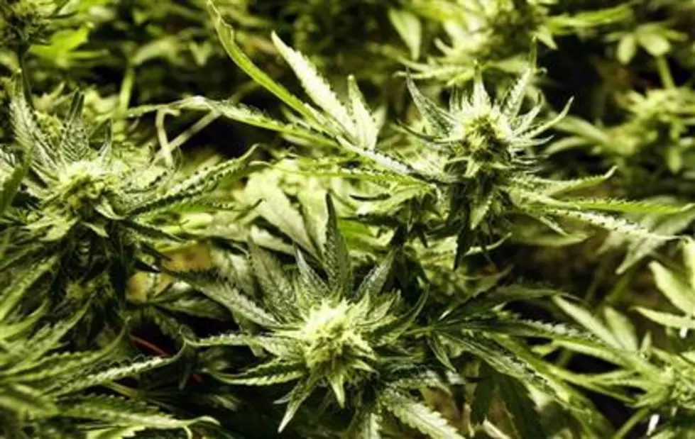 Colorado Symphony Playing for Pot Industry