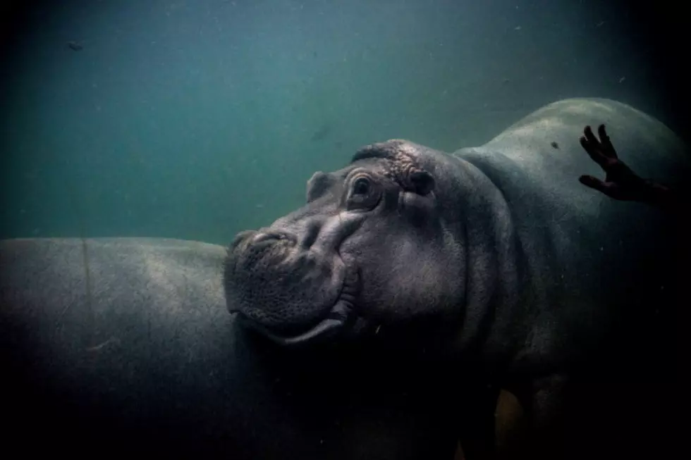 Hippos Get New Home at Camden Aquarium