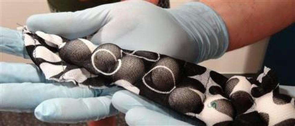 Aussies: Man Smuggled Rare Bird Eggs in His Crotch