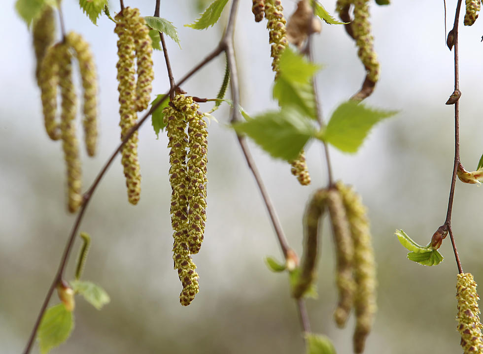 Allergy alert &#8211; Are we having a &#8216;pollen tsunami&#8217; this spring?