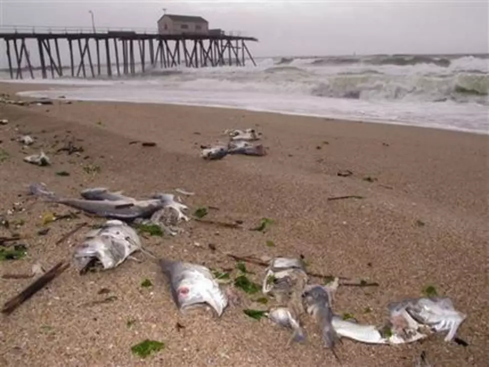 Volunteers Clean Up Rotting Fish from Belmar Beach