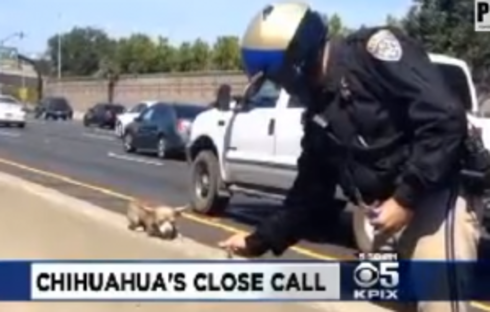 Props to the Cops &#8211; CHP Officer Rescues Scared Dog [VIDEO]