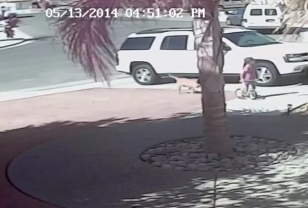 Shocking Footage: Cat Saves Boy From Dog Attack