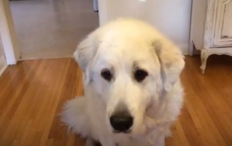 Adorable Dog Learns to Catch Treats [VIDEO]