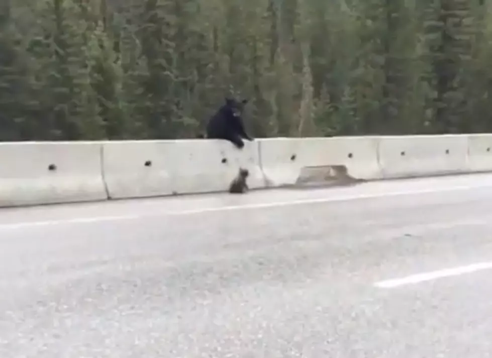 Mama Bear Rescues Baby Bear [VIDEO]