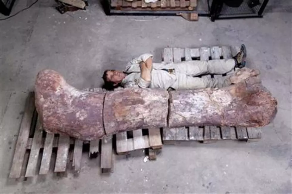 Argentine Find May Point to Six-Story-Tall Dinosaur