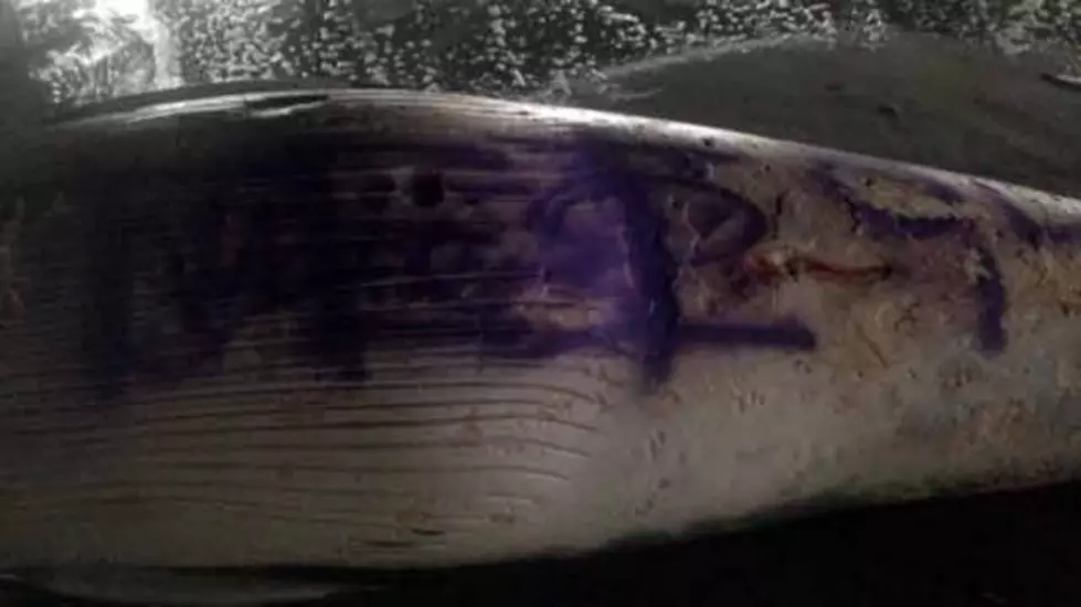 Dead Whale Vandalized in Atlantic City