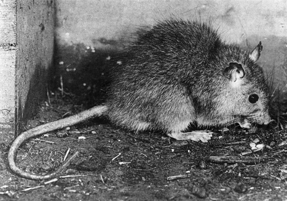 Rat poison banned for being too effective