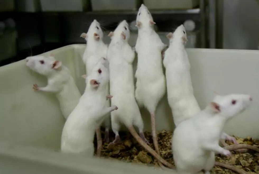 San Francisco Woman Is Breeding and Releasing Rats