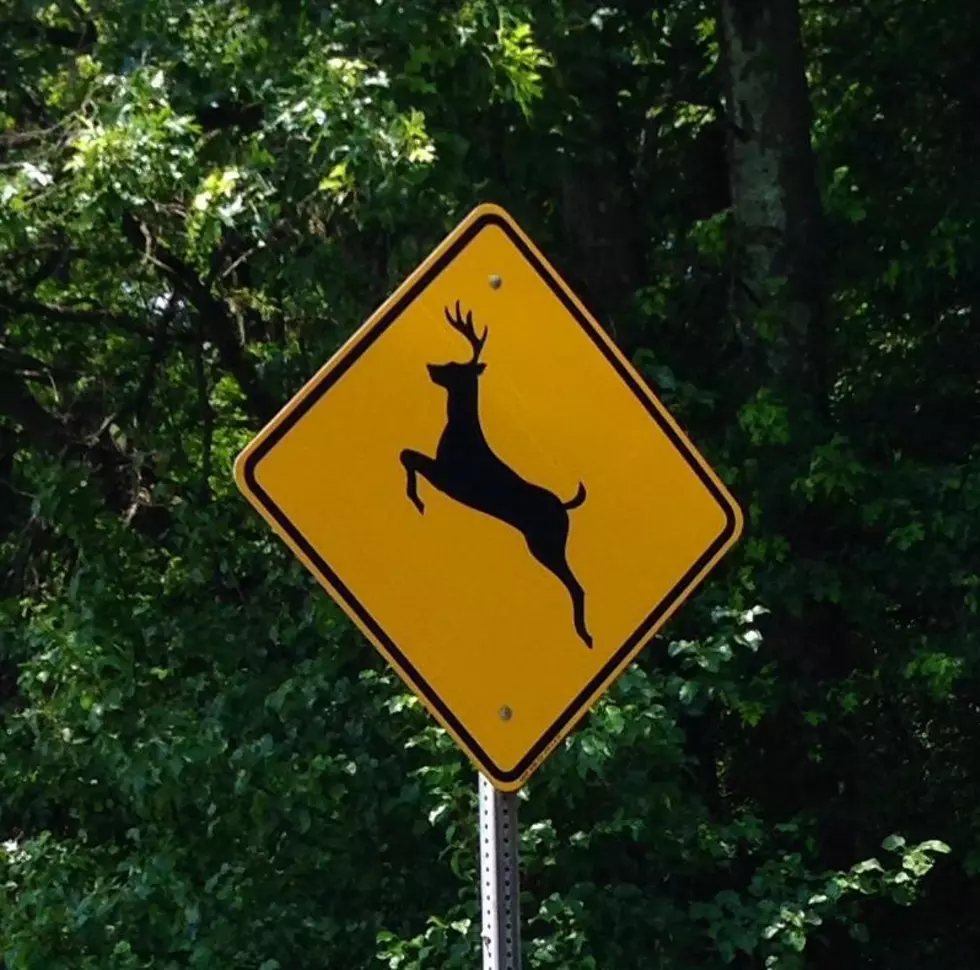 Oh, deer! NJ ready for hunting season to keep numbers in check