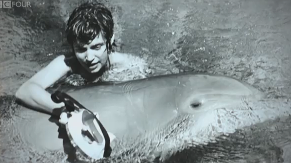 Sexual Relationship Between Dolphin and Veterinarian Becomes BBC Special [VIDEO]