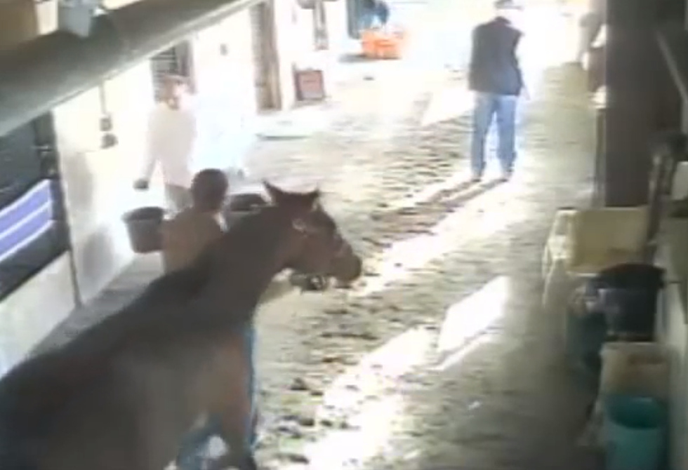 When animals attack: Man gets bit by horse [VIDEO]