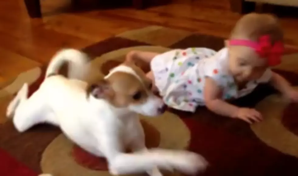 Jack Russell Terrier teaches baby to crawl: Your amazing pet stories [Video]