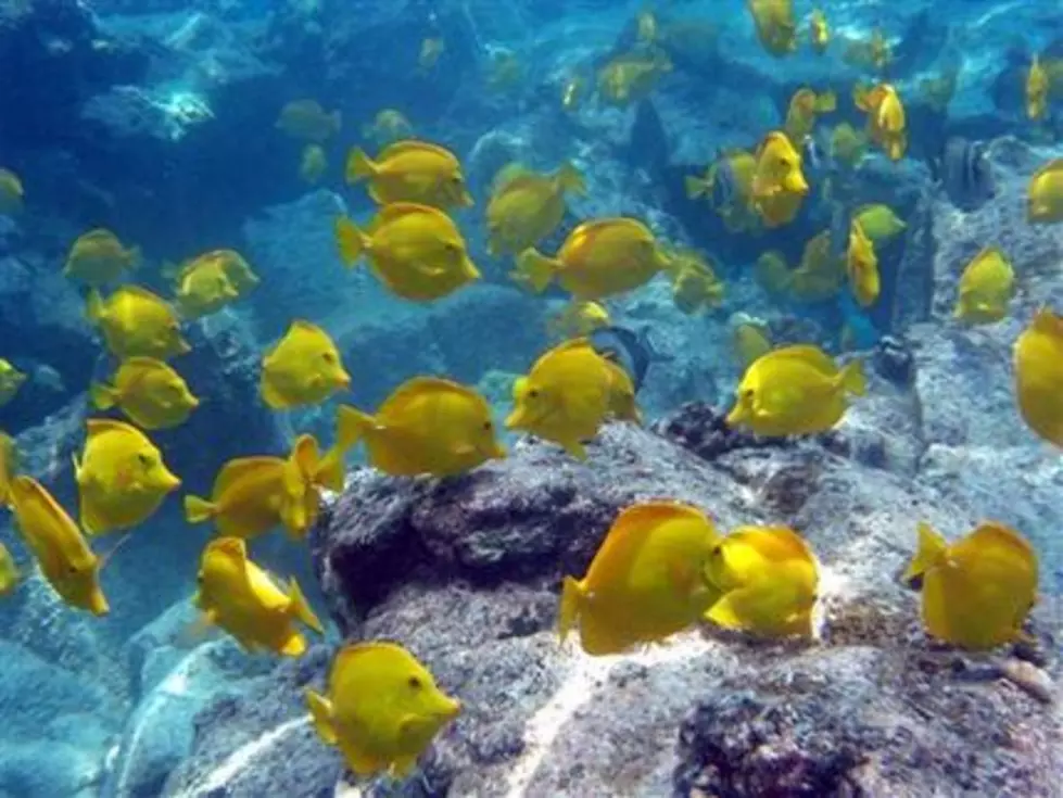 Hawaii at center of battle over aquarium fish