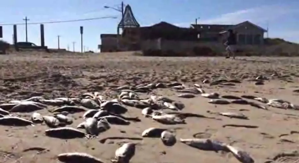Dead Fish Wash Ashore in Cape May Point