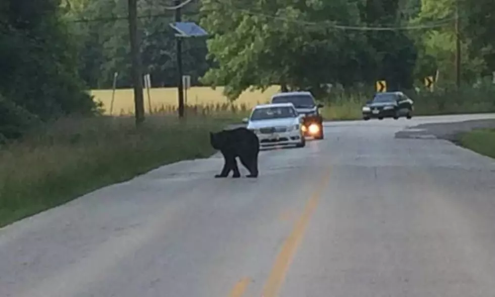 Black Bears Spotted Around South Jersey