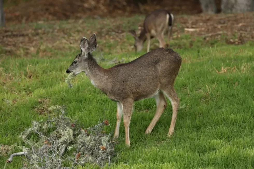 Speak up about the deer problem in your area with NJDEP survey