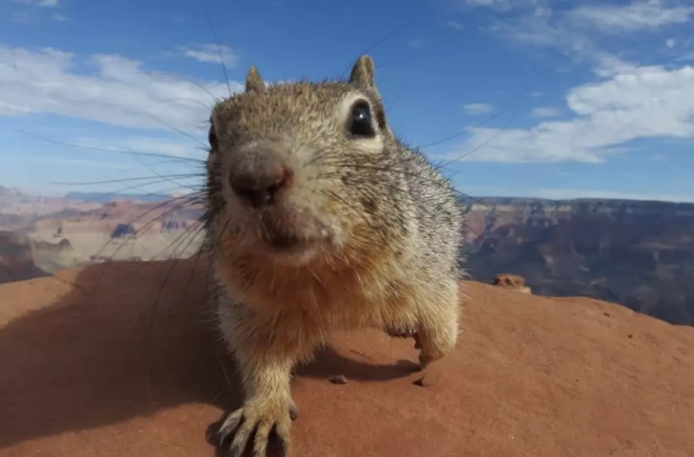 Man Kicks A Squirrel Into The Grand Canyon