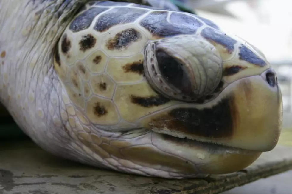 Rescue crews free entangled 800-lb. leatherback turtle