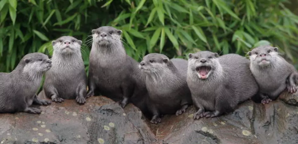 WATCH: Otters aren’t always so cute