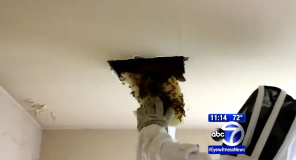 50,000 bees living in NYC ceiling