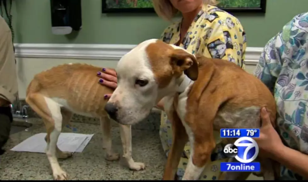 1 of 2 emaciated dogs found in Paterson dies
