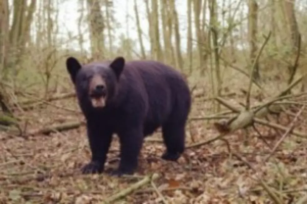 Officials: Bear that killed hiker was not rabid