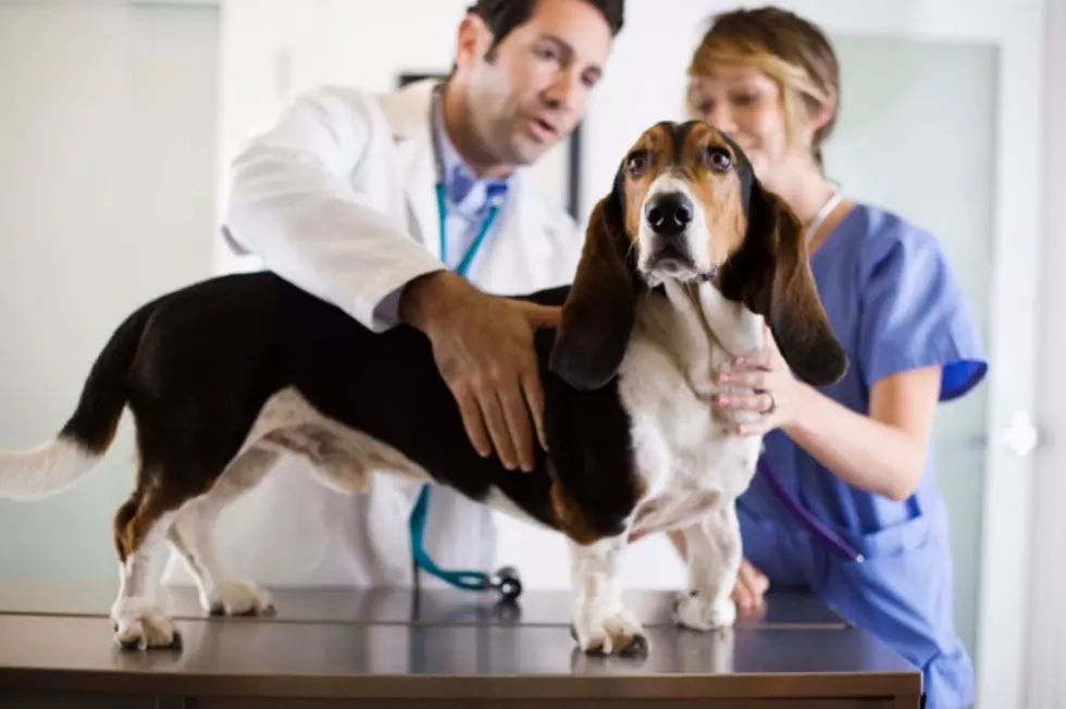 Anti-vax movement spreads to pets, and NJ vets sound alarm