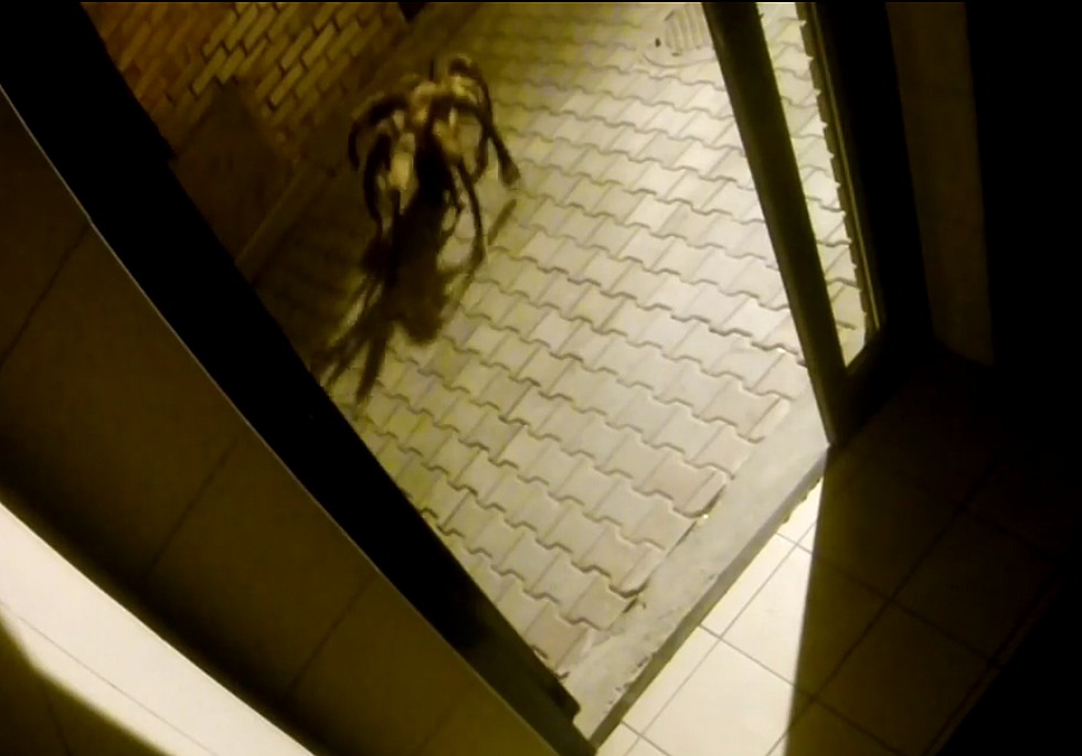 WATCH: Spider Dog becomes hilarious new creepy prank