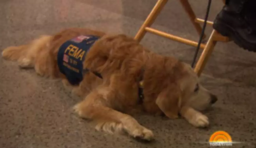 Ray the Ray – Hero of the Day – Bretagne &#8211; the last living 9/11search dog