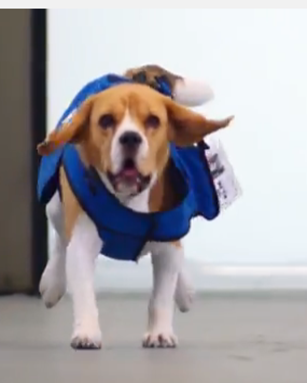 Ray’s amazing animals – Beagle returns lost items to owners