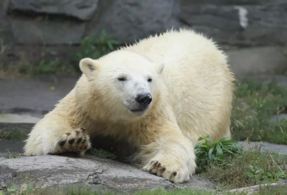 Trick or treating canceled due to polar bears