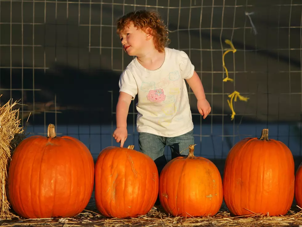 Where to go pumpkin picking in NJ (and how much it will cost you)