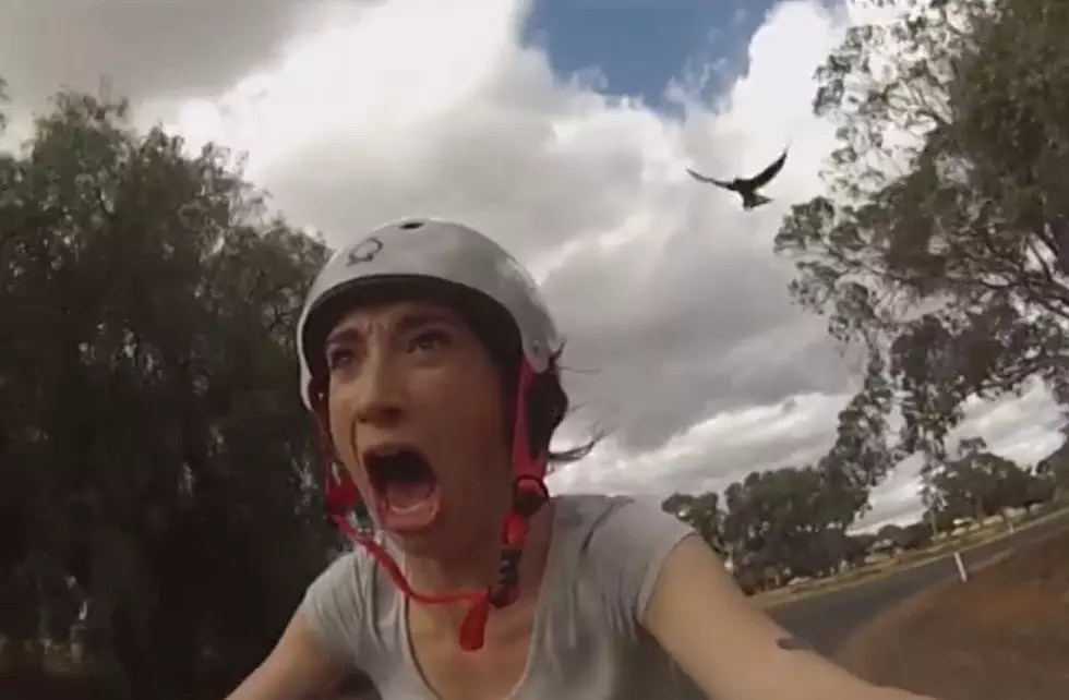 WATCH: ‘Amber vs Magpie’ looks like scene from the Birds