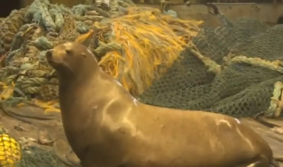 WATCH: Russian fishing boat nets grumpy sea lion