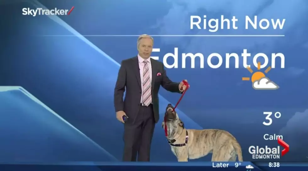 WATCH: Ripple the dog steals the show during weather forecast
