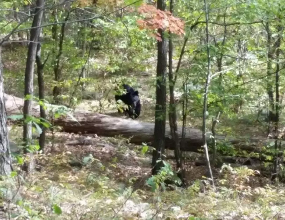 NJ hiker took photos of bear before it killed him