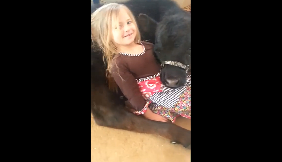 WATCH: Adorable girl explains why she let cow in the house