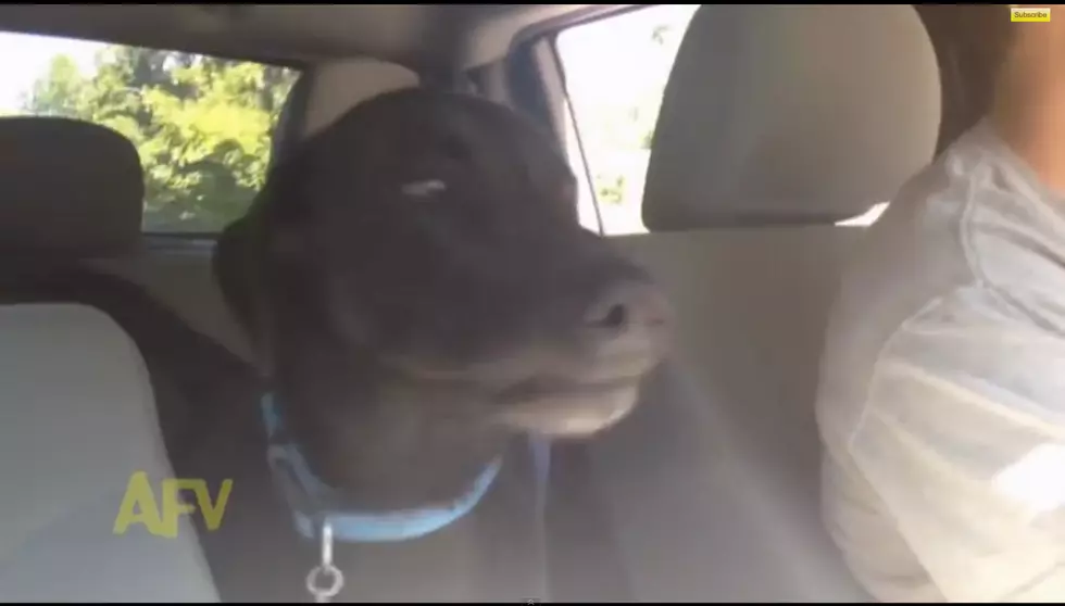 WATCH: Dog shows his excitement about going to park