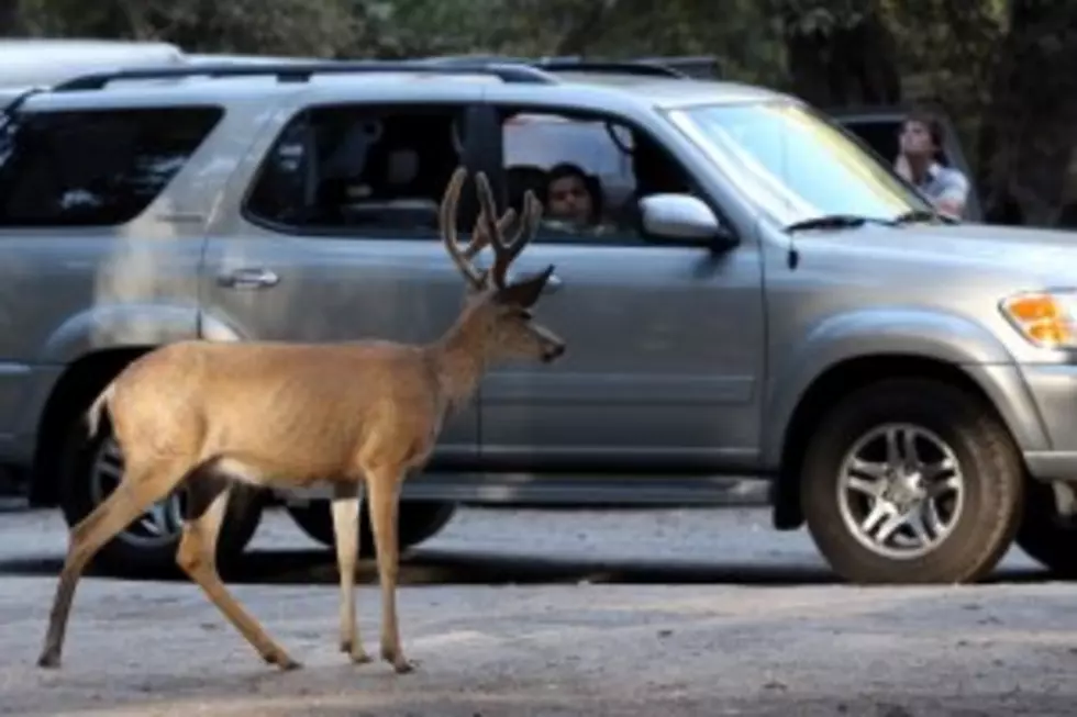 Daschcam deer vs. car encounters just in time for mating season