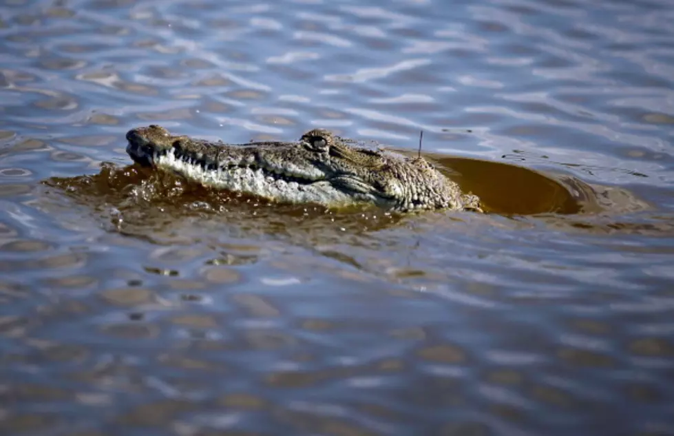 Crazy photos of croc battle is pure, raw nature