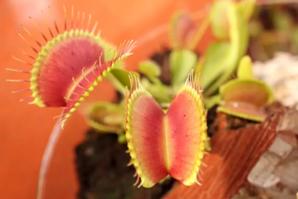 Man sticks tongue in venus flytrap