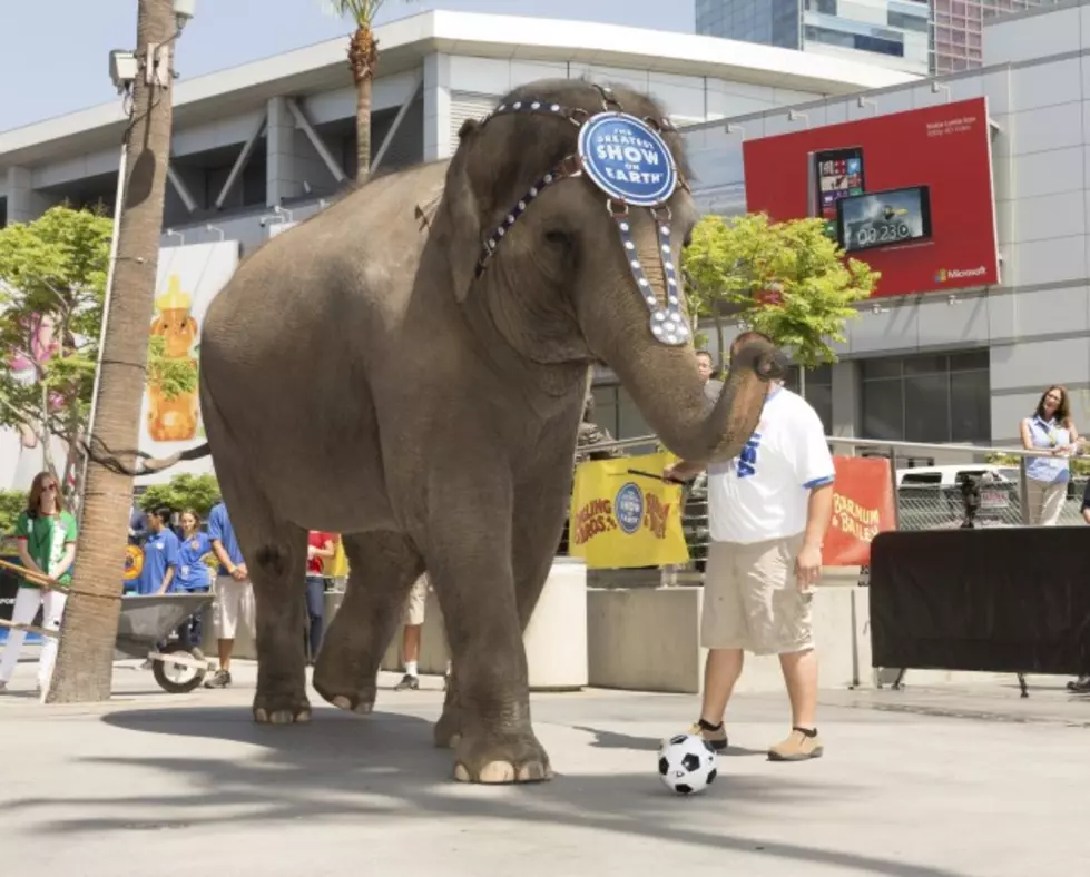 Man gets killed by escaped circus elephant