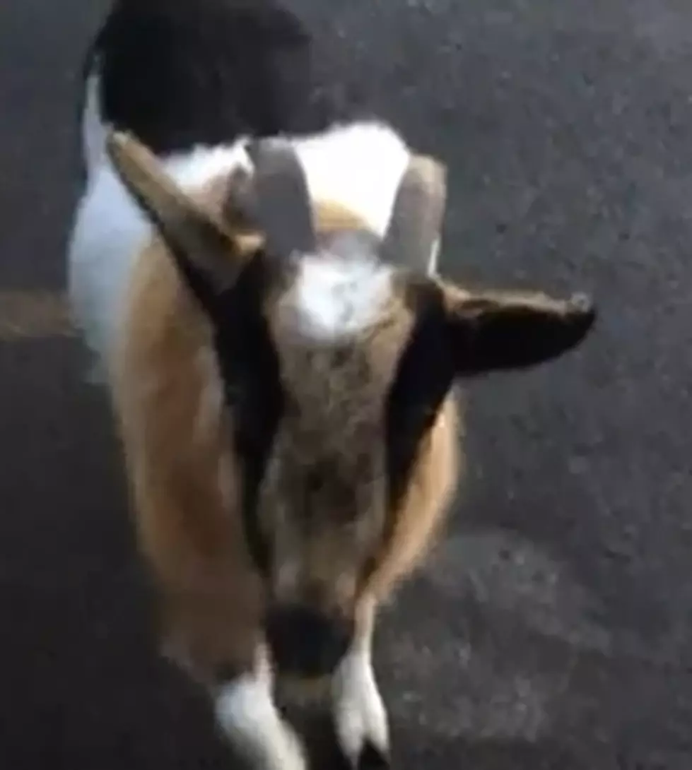 Man encounters goat and llama