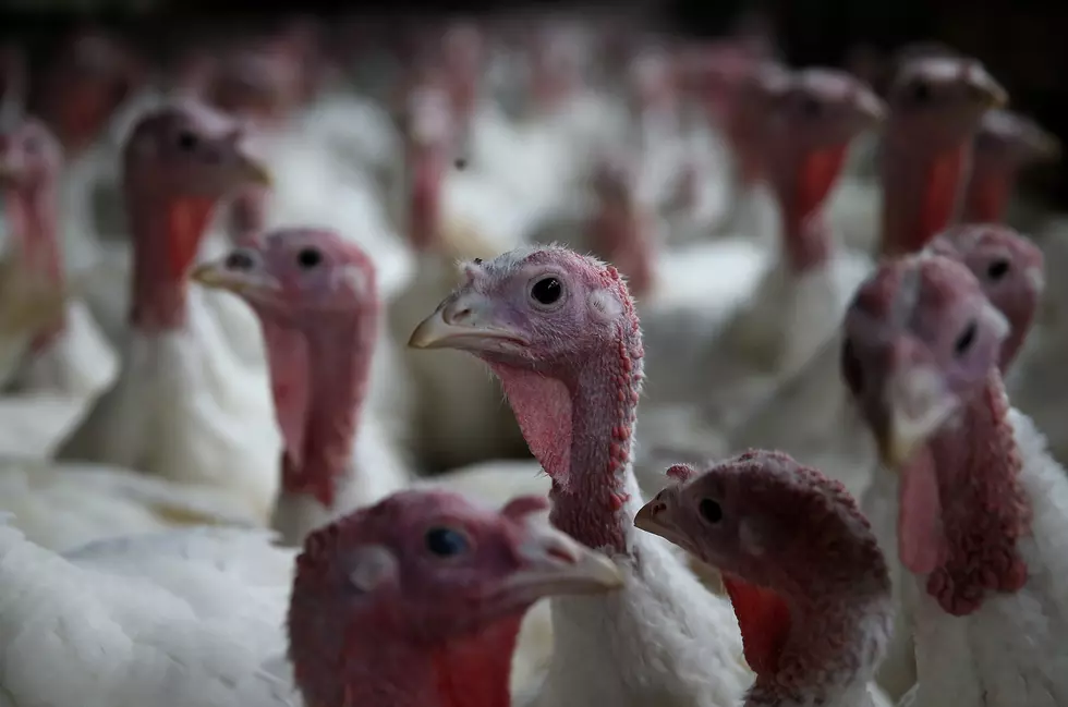 Deadly bird flu shows up in South Dakota, 4th Minnesota farm