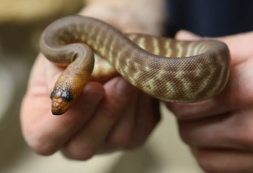 Researchers tracking snakes in NJ Pinelands